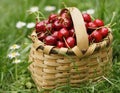Cherry-full basket Royalty Free Stock Photo
