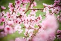 Cherry in full bloom. Cherry flowers in small clusters on a branch of a cherry tree, white.