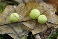 Cherry Gall on Oak leaf Royalty Free Stock Photo