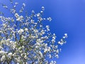 Cherry garden blooming against blue sky.