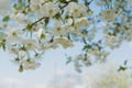 Cherry garden. Spring blossom background - abstract floral border of green leaves and white flowers. Royalty Free Stock Photo