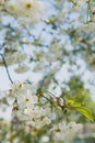 Cherry garden. Spring blossom background - abstract floral border of green leaves and white flowers. Royalty Free Stock Photo