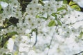 Cherry garden. Spring blossom background - abstract floral border of green leaves and white flowers. Royalty Free Stock Photo