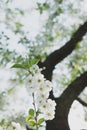 Cherry garden. Spring blossom background - abstract floral border of green leaves and white flowers.