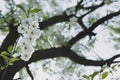 Cherry garden. Spring blossom background - abstract floral border of green leaves and white flowers. Royalty Free Stock Photo