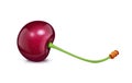 Cherry with green leaf. Fresh, juicy, ripe fruit.