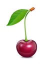 Cherry with green leaf. Fresh, juicy, ripe fruit.