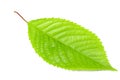 cherry green leaf isolated on white background. clipping path