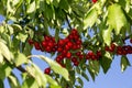 Cherry growing on a branch against a blue sky background Royalty Free Stock Photo