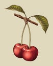 Cherry hand drawing vintage engraving illustration