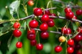 Cherry hanging on a branch of a cherry tree. Ripe cherries among the green leaves of the cherry tree in the summer Royalty Free Stock Photo