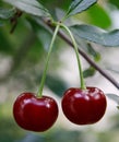 Cherry hanging on a branch of a cherry tree. Ripe cherries among the green leaves of the cherry tree in the summer garden are ripe Royalty Free Stock Photo