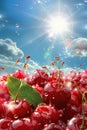 Cherry harvest in the garden. selective focus.