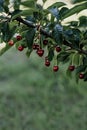 Cherry harvest in the orchard. Branch with cherries in the wind. Selective focus. Royalty Free Stock Photo