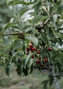 Cherry harvest in the orchard. Branch with cherries in the wind. Selective focus. Royalty Free Stock Photo