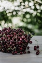 Cherry harvest in the orchard. Full basket of cherries on a wooden table. selective focus. Royalty Free Stock Photo