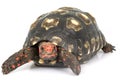 Cherry Head Red-footed Tortoise Royalty Free Stock Photo