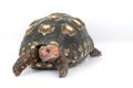 Cherry Head Red-footed Tortoise