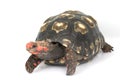 Cherry Head Red-footed Tortoise Royalty Free Stock Photo