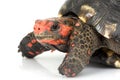 Cherry Head Red-footed Tortoise Royalty Free Stock Photo