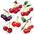 Cherry wild fruit in a watercolor style isolated.