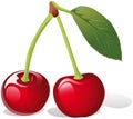 Cherry illustration