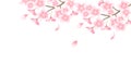 Cherry illustration material that imaged Japanese spring Royalty Free Stock Photo