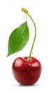 Cherry isolated. Ripe sweet cherry with a leaf on a white background. Fresh fruit berries. Royalty Free Stock Photo