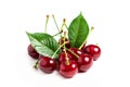 Cherry isolated. Sour cherry. Cherries with leaves on white background. Sour cherries on white Royalty Free Stock Photo