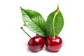 Cherry isolated. Sour cherry. Cherries with leaves on white background. Sour cherries on white Royalty Free Stock Photo