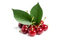 Cherry isolated. Sour cherry. Cherries with leaves on white background. Sour cherries on white Royalty Free Stock Photo