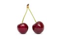 Cherry isolated on white background. Berries ripe cherry on a white isolated background Royalty Free Stock Photo