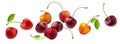 Cherry isolated on white background with clipping path Royalty Free Stock Photo