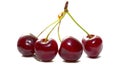 Cherry isolated on white with clipping path. Ripe cherry isolated. Sherry berry fruit isolated on white background Royalty Free Stock Photo