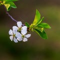 Spring, awakening in nature, flowering of garden trees in their natural habitat. Royalty Free Stock Photo