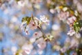 Cherry or japanese sakura blossom in spring, Sakura flowers on blue sky Background Royalty Free Stock Photo