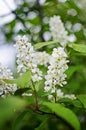 Cherry late or American cherry (Prunus serotina) - a decorative and berry tree Royalty Free Stock Photo
