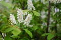 Cherry late or American cherry (Prunus serotina) - a decorative and berry tree Royalty Free Stock Photo