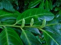 Cherry Laurel Buds - Landscape Royalty Free Stock Photo