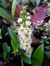 Cherry Laurel Flower Royalty Free Stock Photo