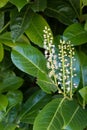Cherry laurel flowers and leaves. Common hedging plant.