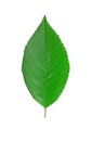 Cherry leaf.