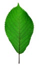 Cherry leaf