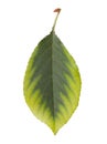 Cherry leaf