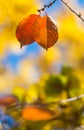 Cherry leaf in autumn Royalty Free Stock Photo