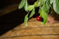 Cherry leaf branch hanging Royalty Free Stock Photo