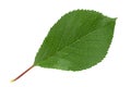 Cherry leaf closeup
