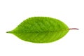 Cherry leaf