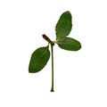 Cherry leaf isolate. Three gentle young leaves of sour cherry tree isolated on a white background.Detail part for design Royalty Free Stock Photo