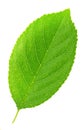 Cherry leaf isolated on a white Royalty Free Stock Photo